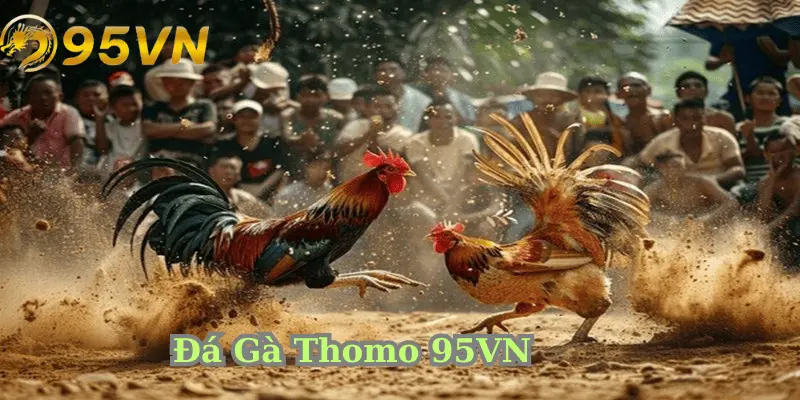 Trực tiếp đá gà thomo là gì?