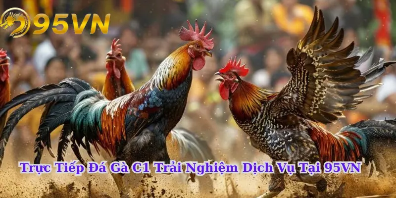 Những lý do nên chọn 95vn để tham gia đá gà C1